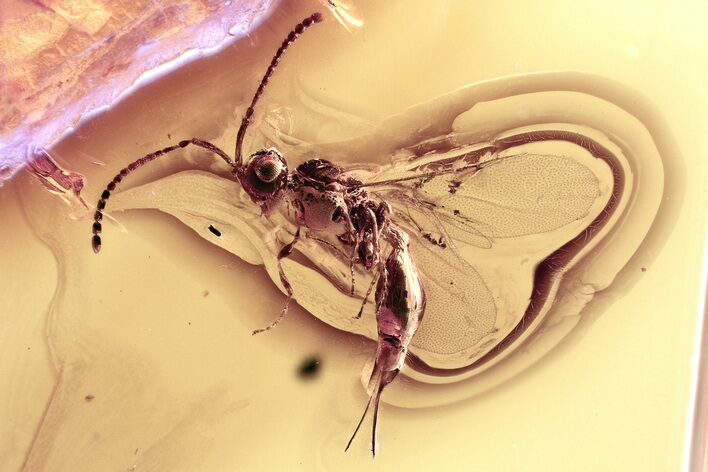 Fossil Parasitoid Wasp (Diapriidae) In Baltic Amber #315316
